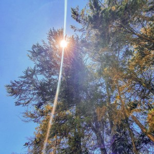Rayo solar en árboles