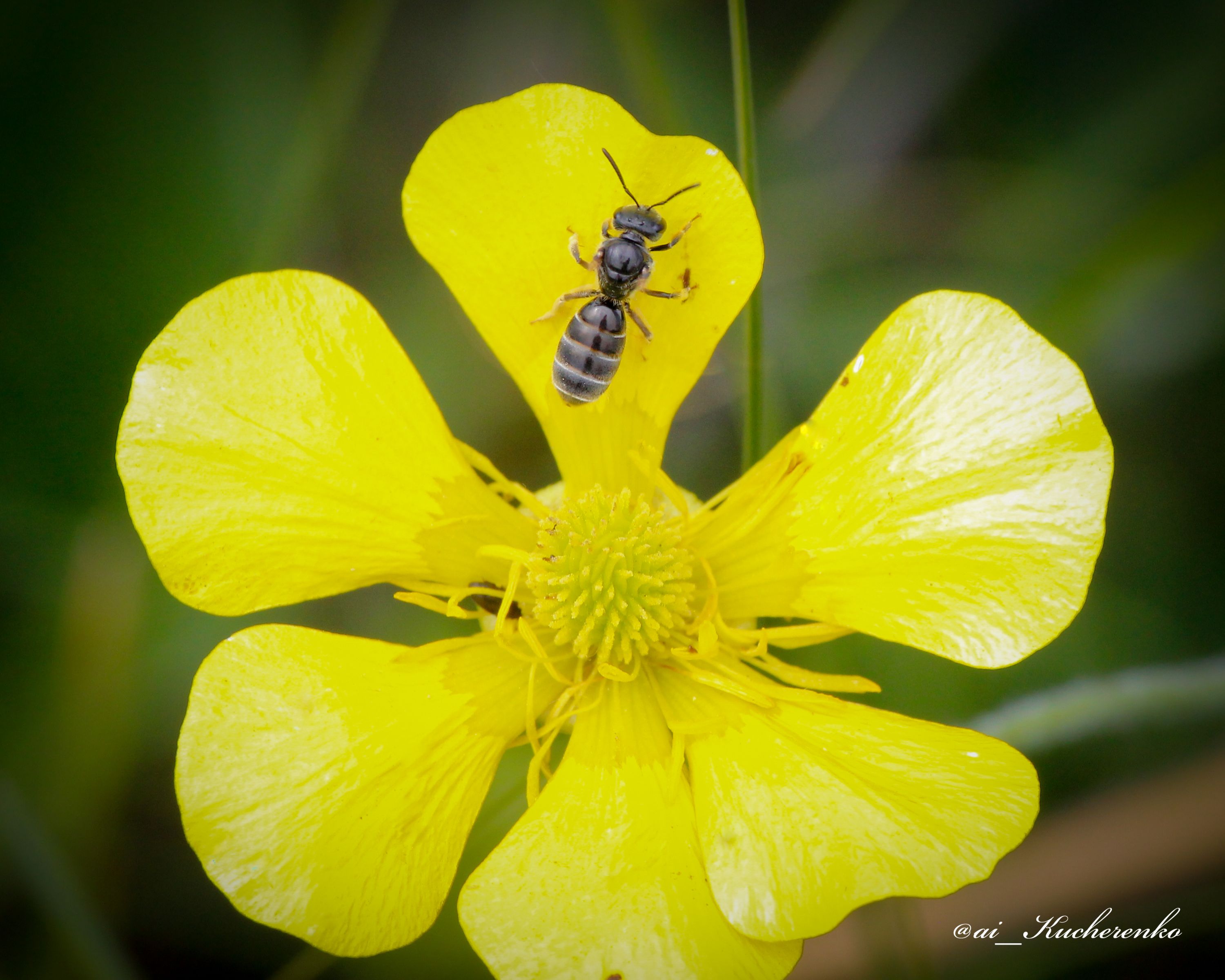 Пчёлка и жёлтый цветок