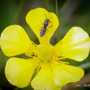 Пчёлка и жёлтый цветок