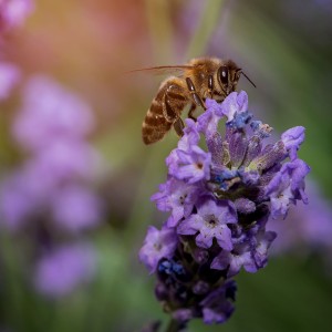 Пчелка на закате