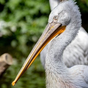 Pelican in a zoo