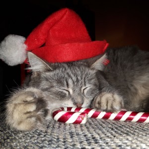 Xmasscat