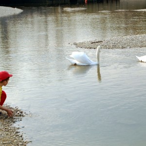 Conversation with a swans