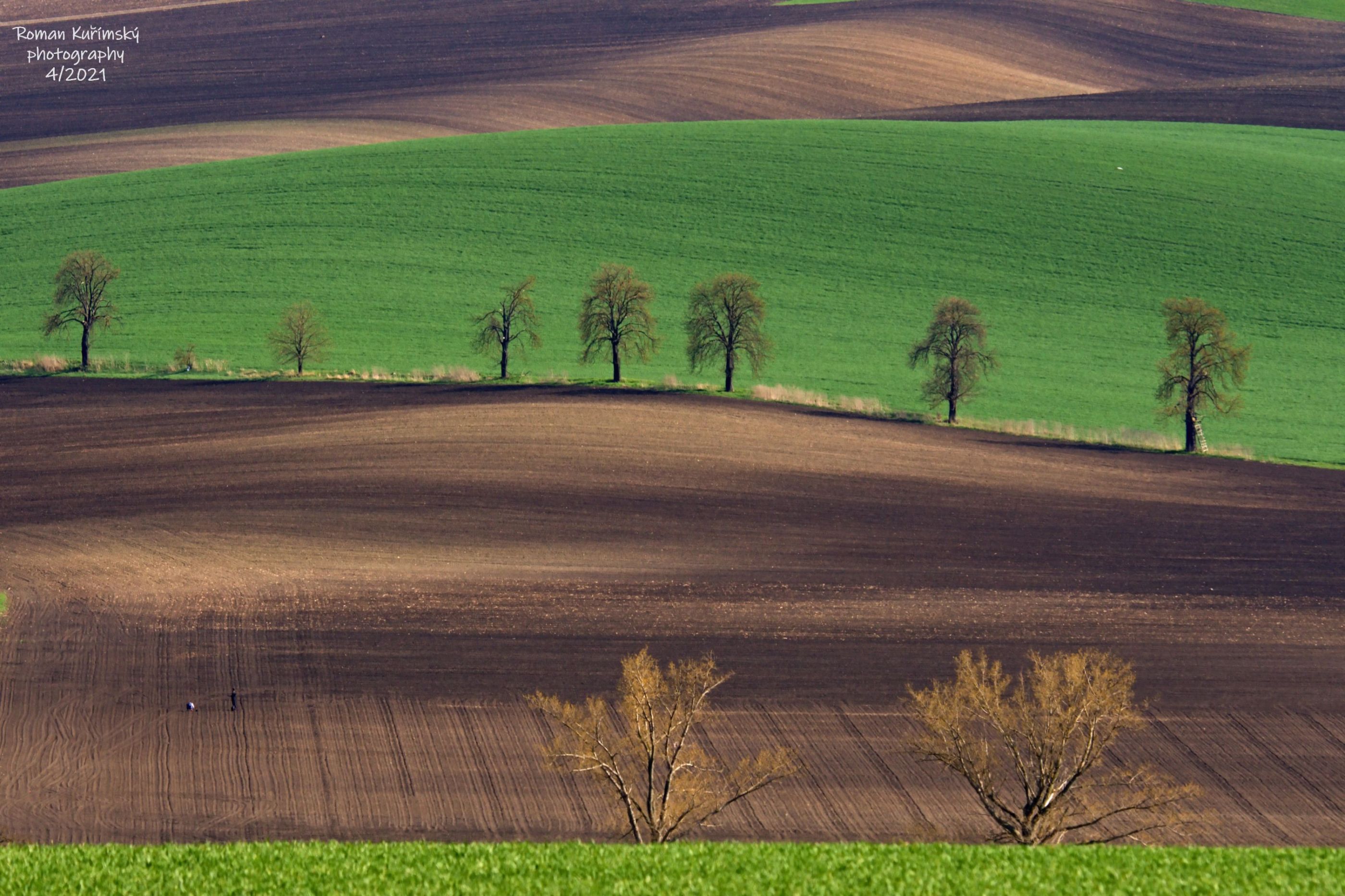 Karlínské kaštany, Moravské Toskánsko, Kyjovsko, 4/2021.