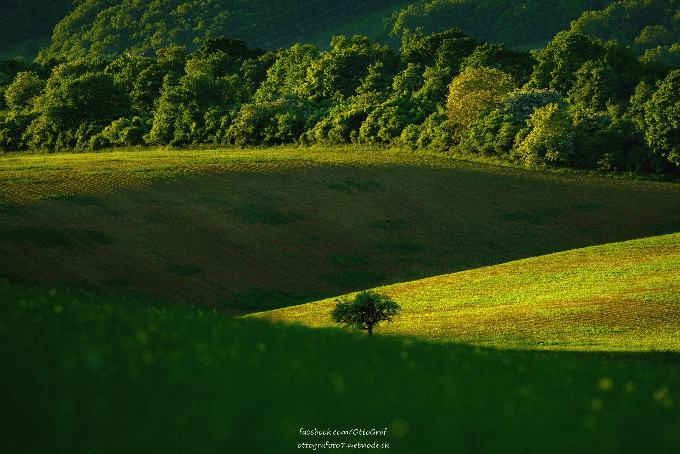 Alone tree