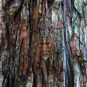 cicada