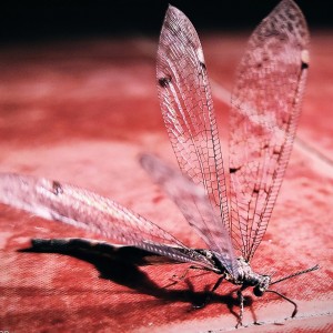 Dragonfly