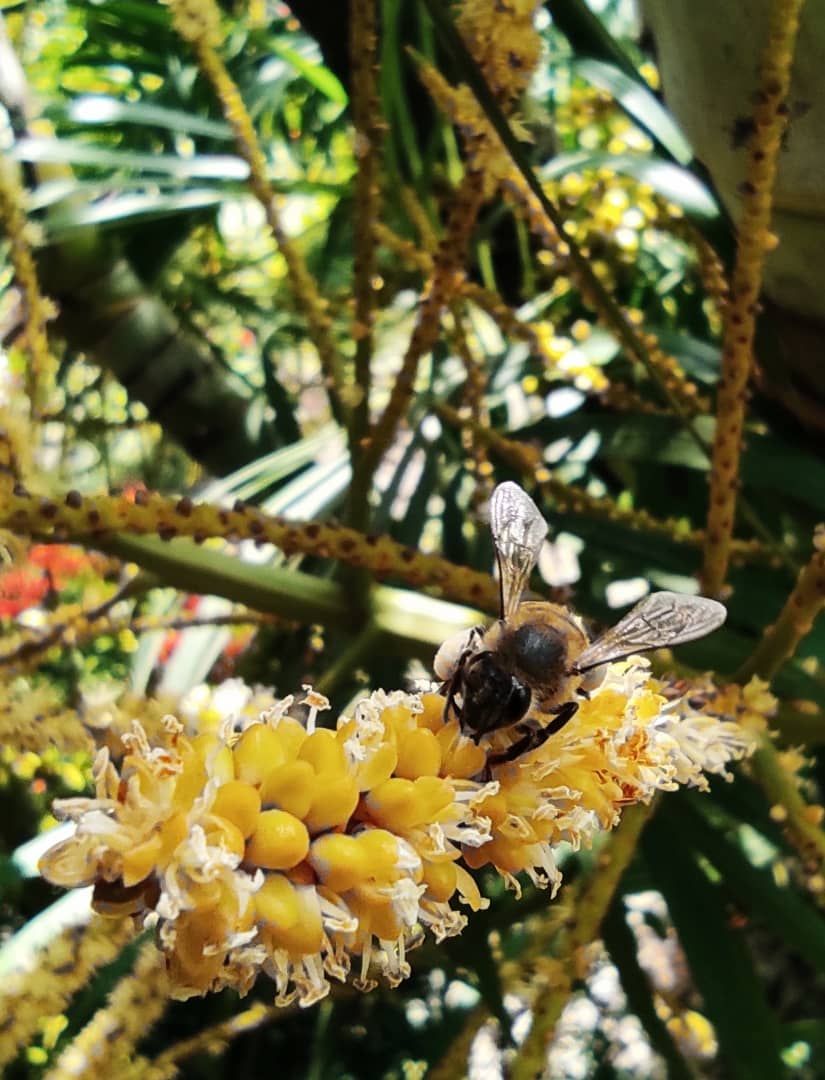 Abeja recolectando polen para producción de su miel