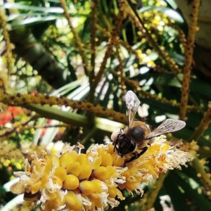 Abeja recolectando polen para producción de su miel