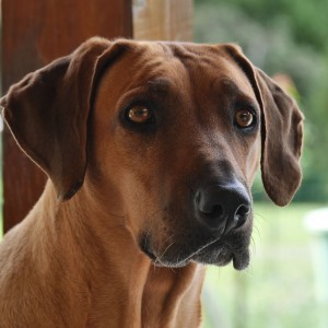 Giselle Aubri Hiari Ridgeback