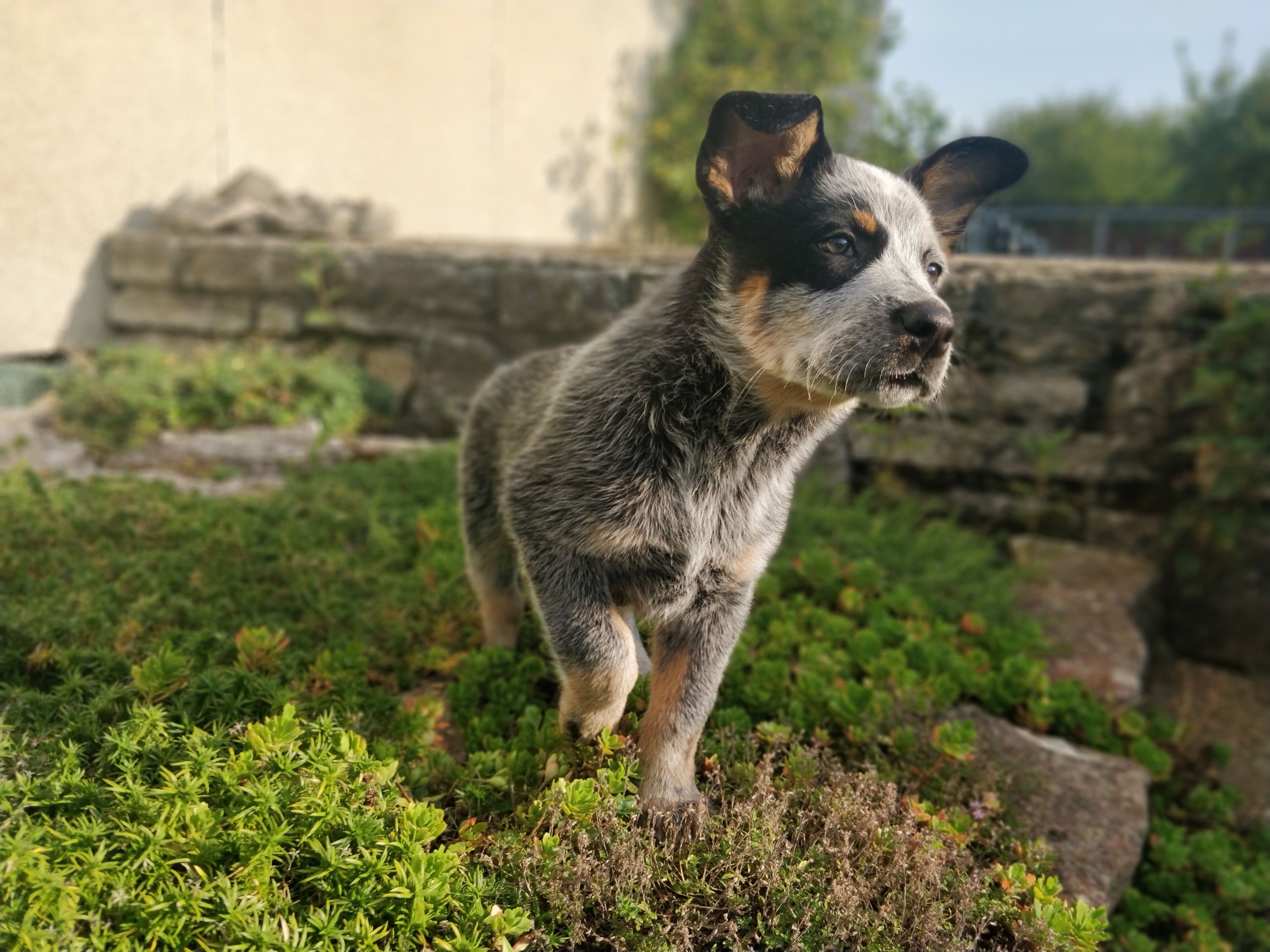 cattle dog, ready to take care of herd