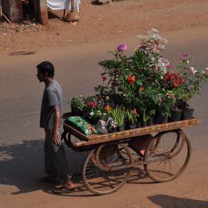 selling plants n flowers