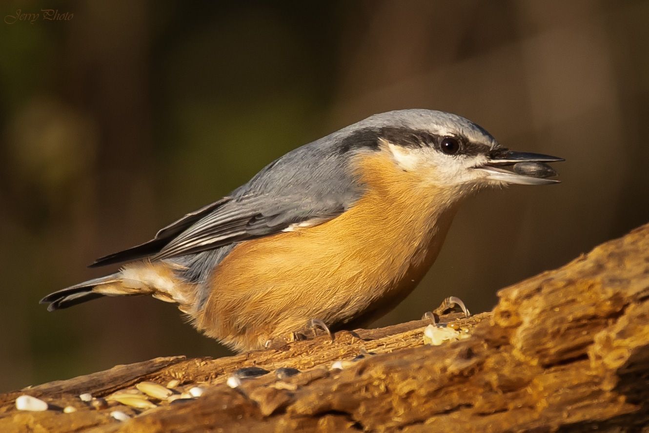 Brhlík lesní (Sitta europaea)