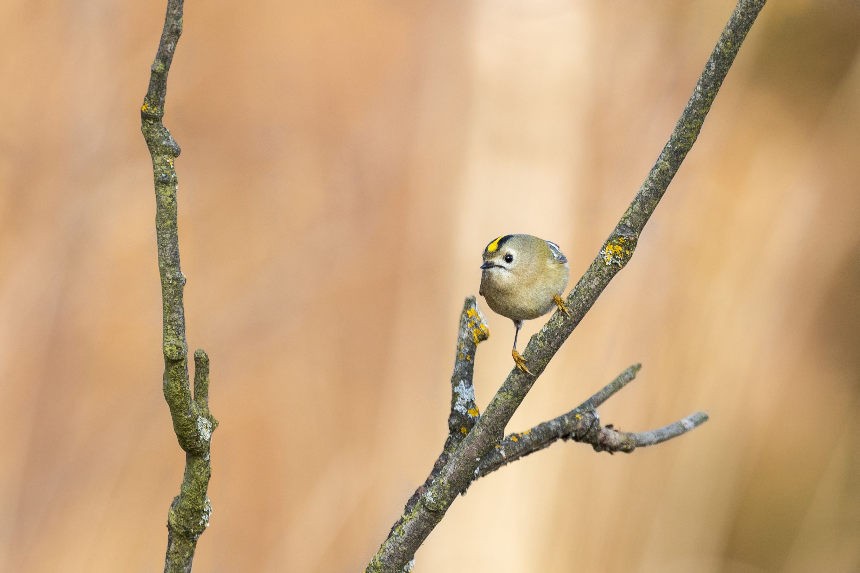 Králíček obecný (Regulus regulus)