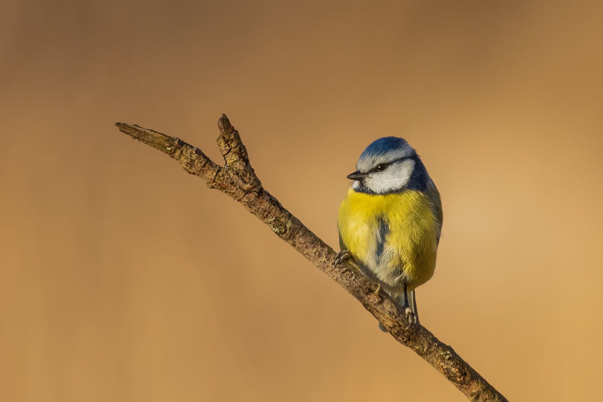 Sýkora modřinka (Cyanistes caeruleus)