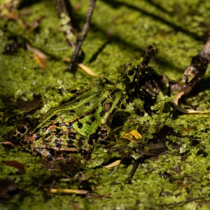 Pelophylax - Green Jumper in its natural habitat