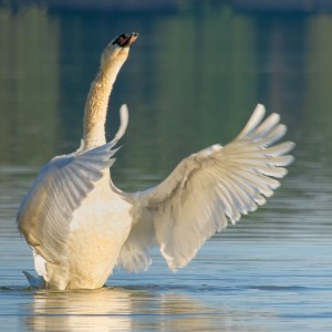 Swan - conductor of the philharmonic