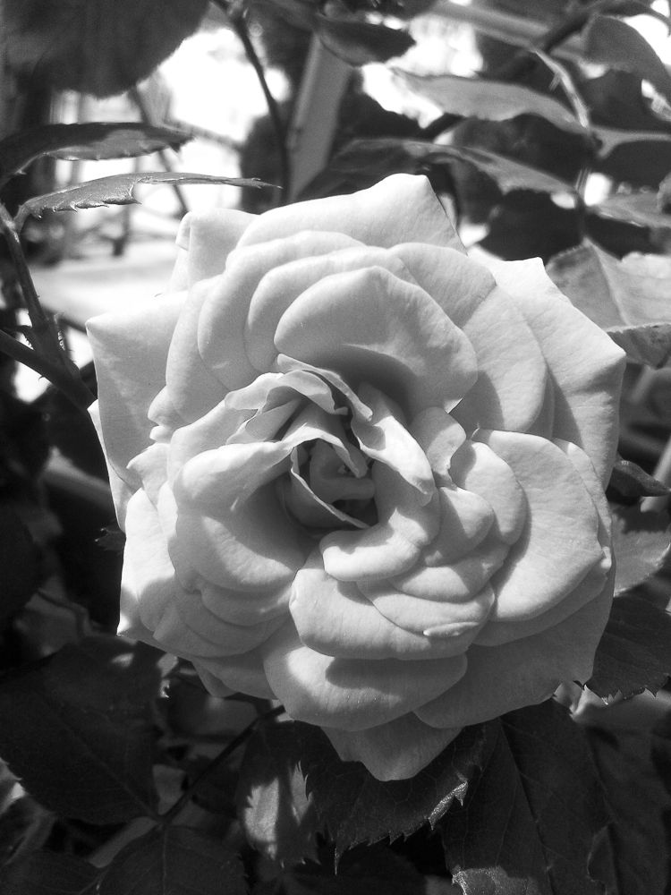 B&W Rose.