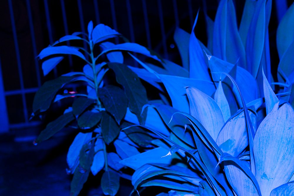 Blue plants.