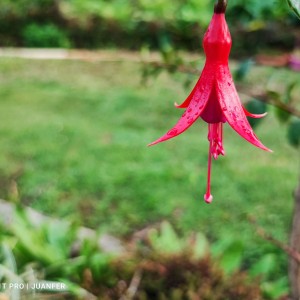 Flores después de la lluvia