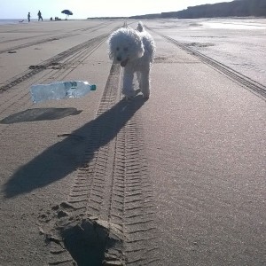 Princesa 🐾 limpiando la playa Necochea