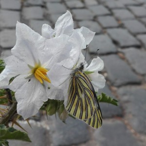 Mariposa en Flor  ~. Lore Guzmán Sileo ph 🇦🇷