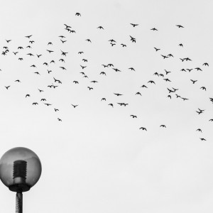 Ptáci - Hradec Králové