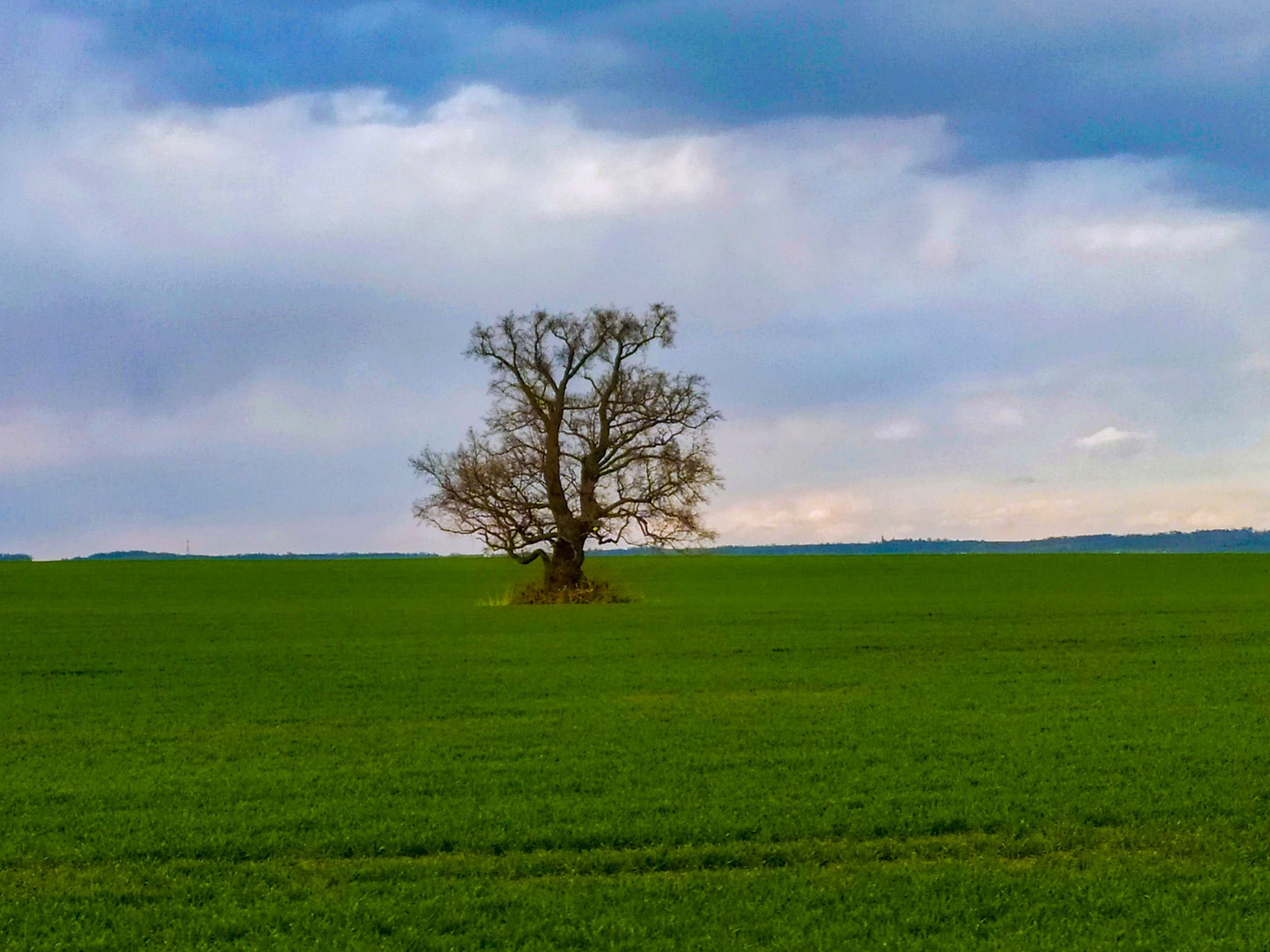 Strom samotář