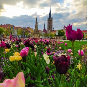 City Čáslav - spring flower