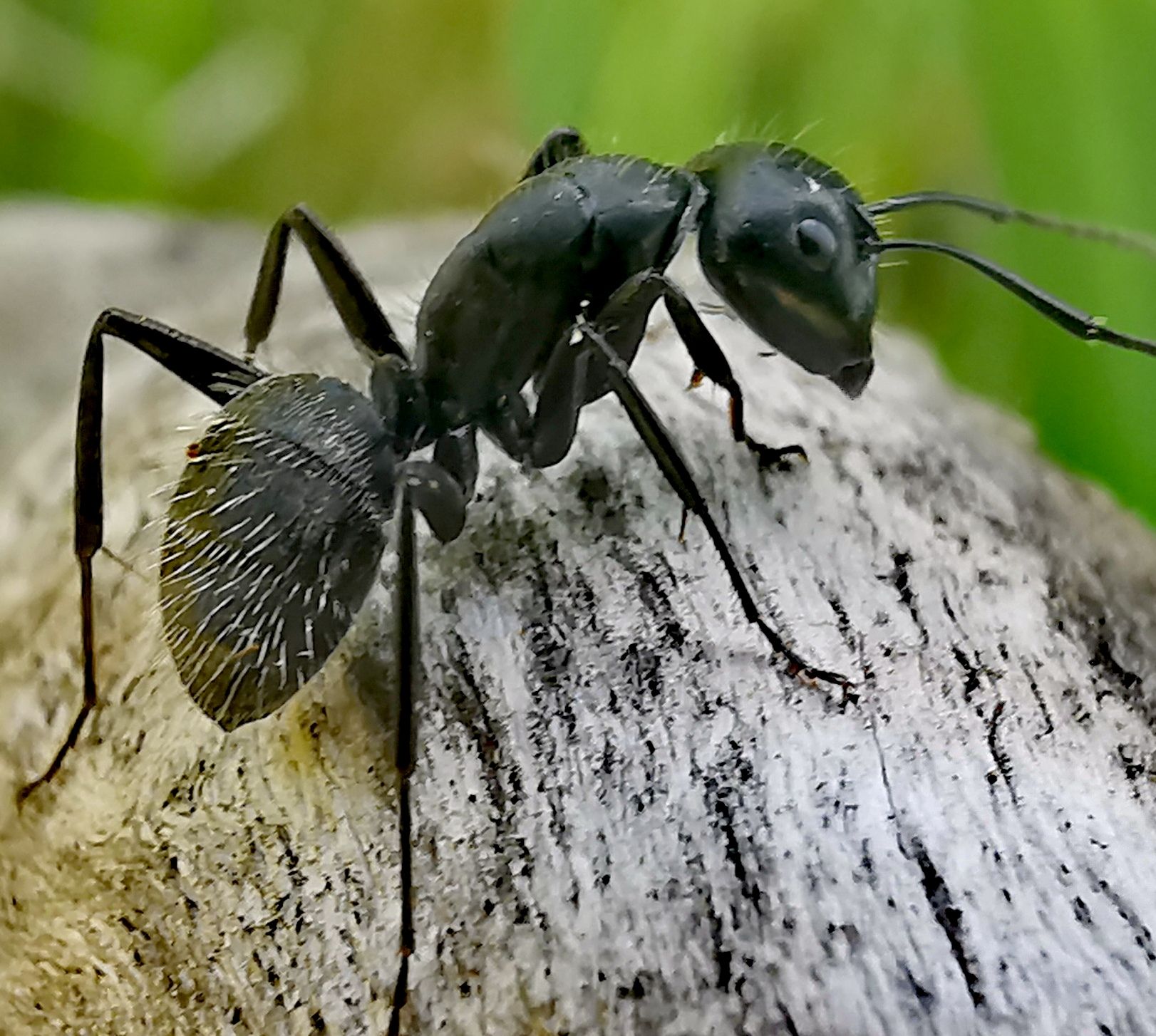 mravenec lesní