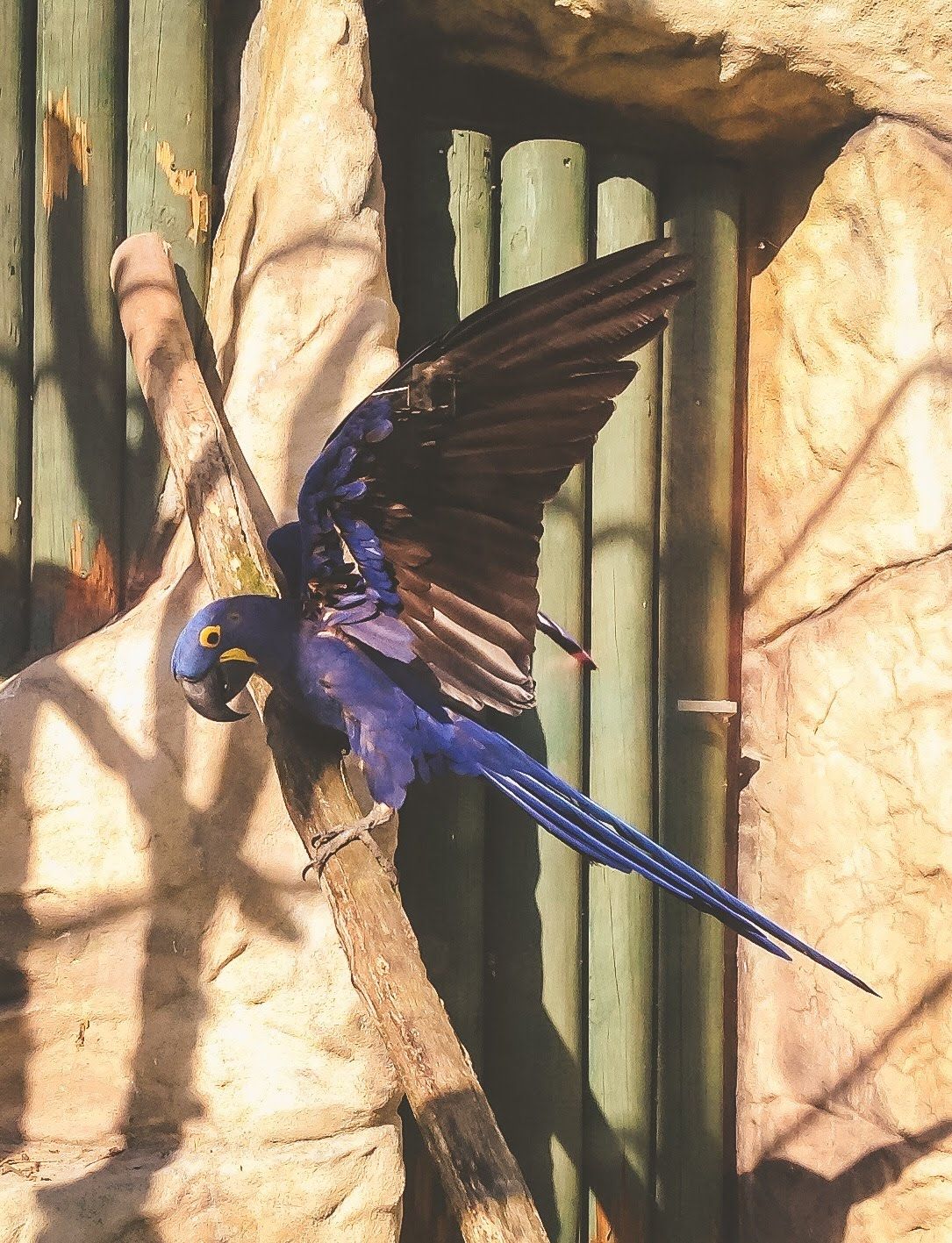 modrý papoušek Ara