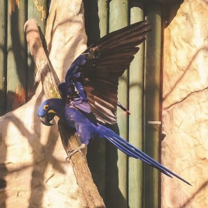 modrý papoušek Ara