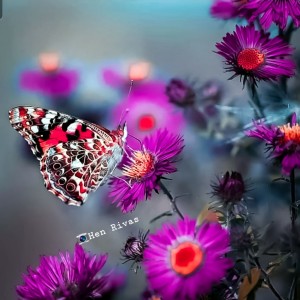 La belleza de las mariposa