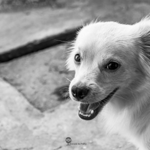 Happy Dog