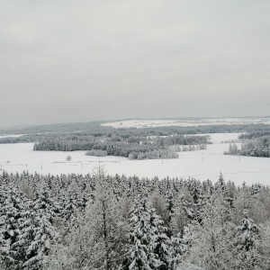 Snow forest