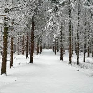 Snow forest