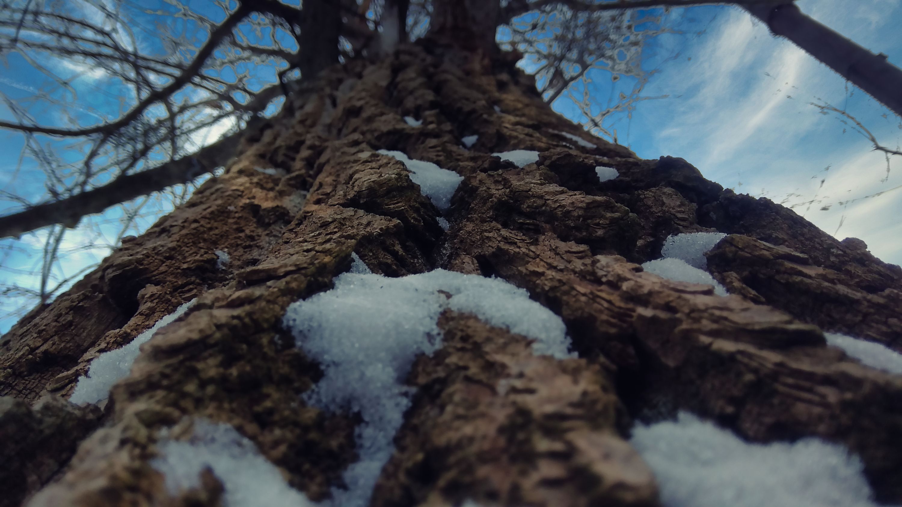 Снег на дереве