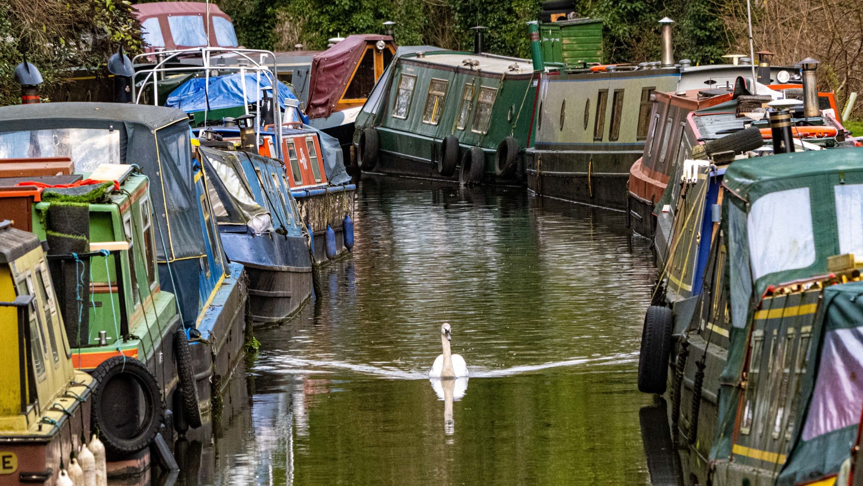 SwanBoats