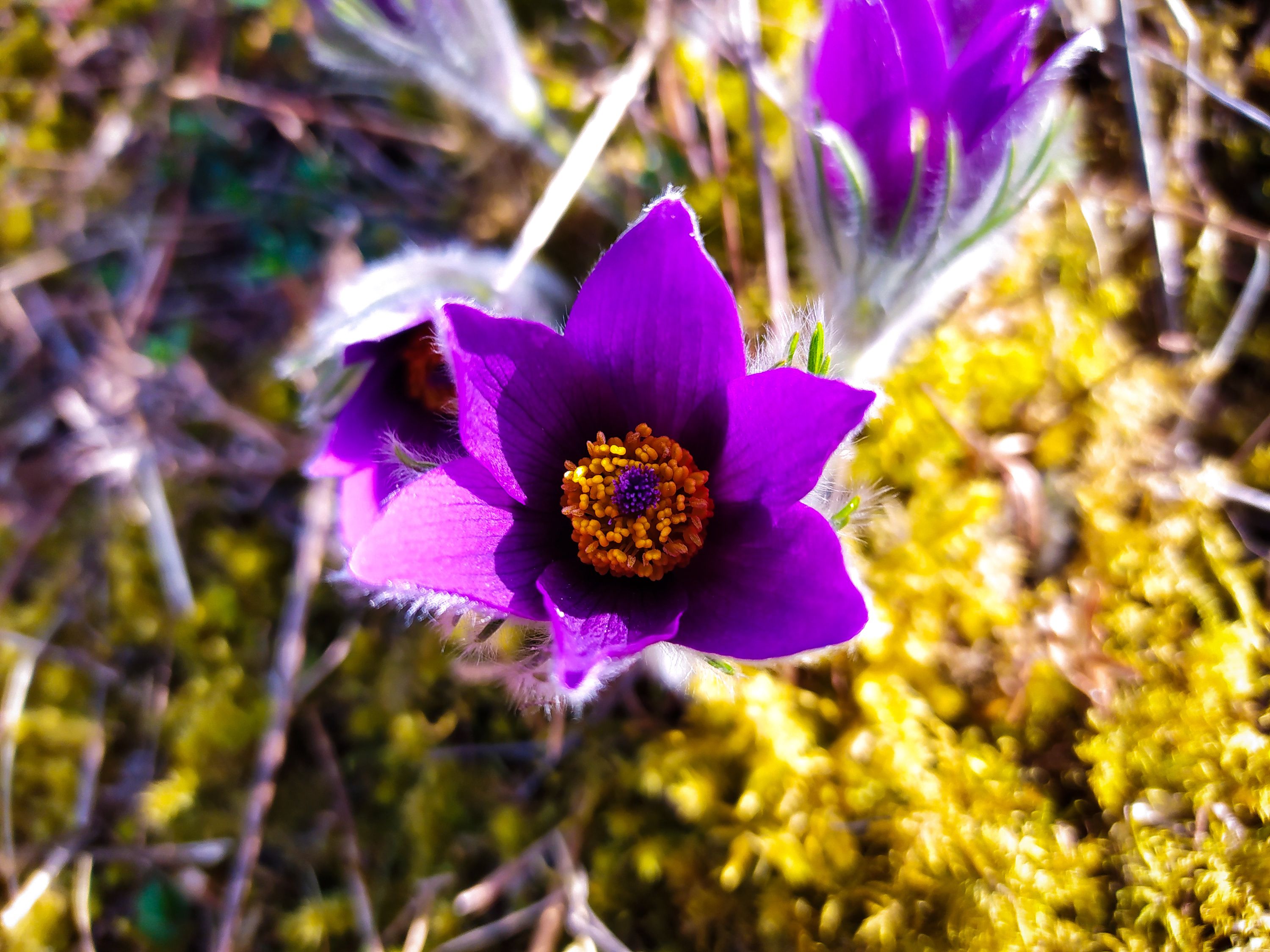 Frühlings Blumen