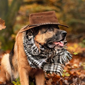 Hund und Herbst