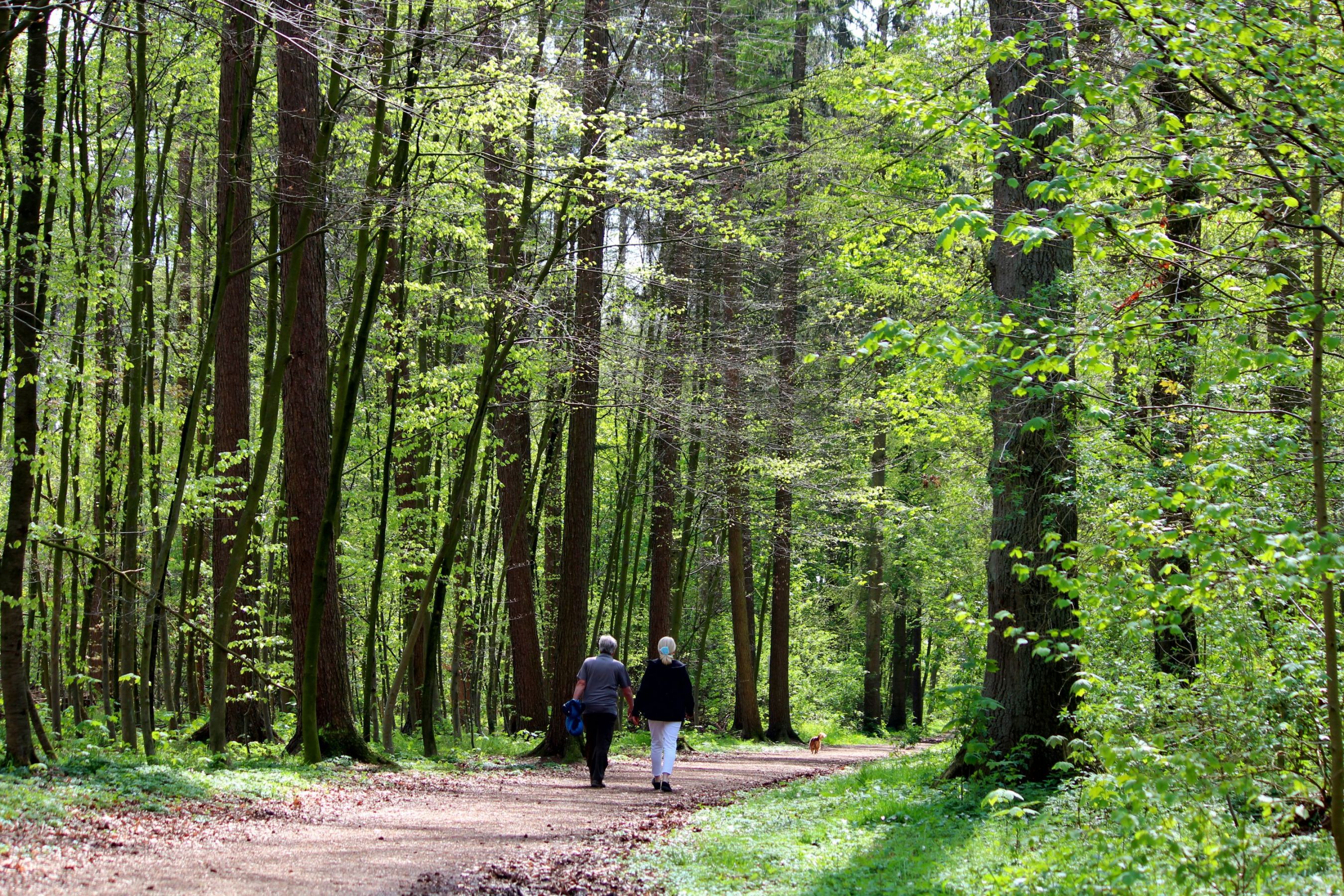 Walk in forest