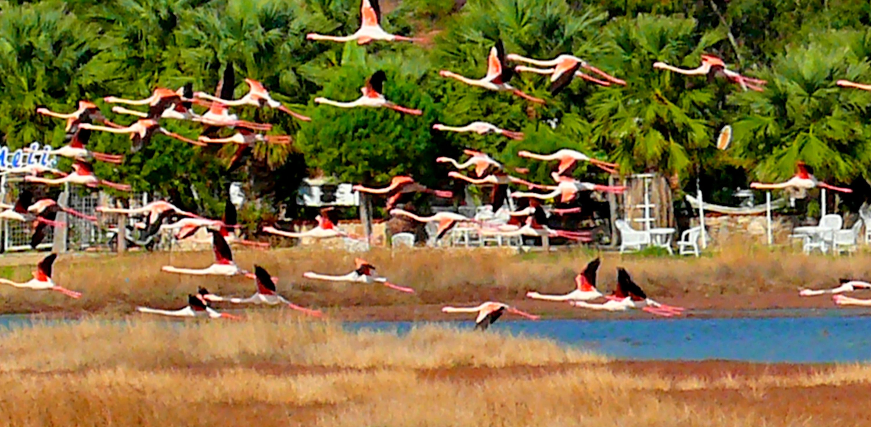 Flamingos