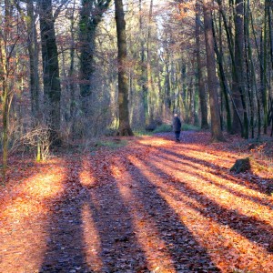 Quiet forest