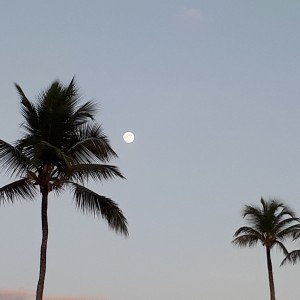 Caricia a la luna