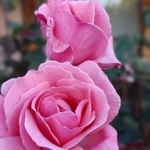 Rosas