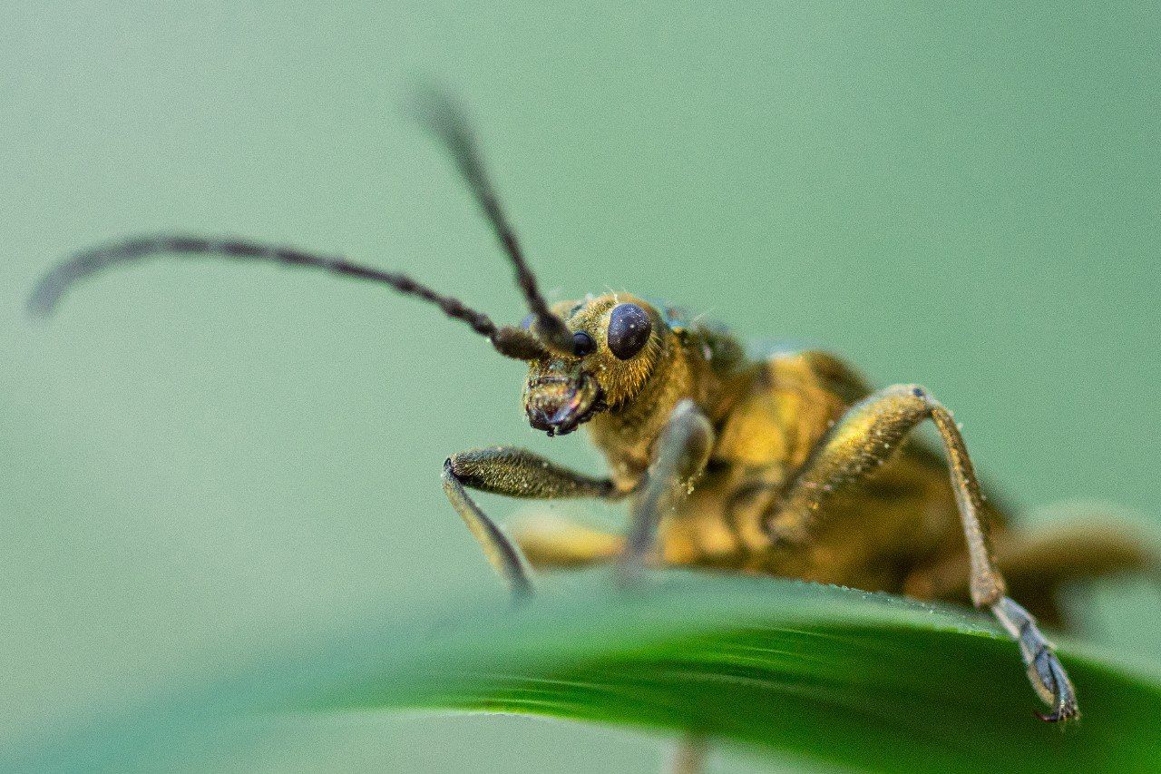 Beetle portrait