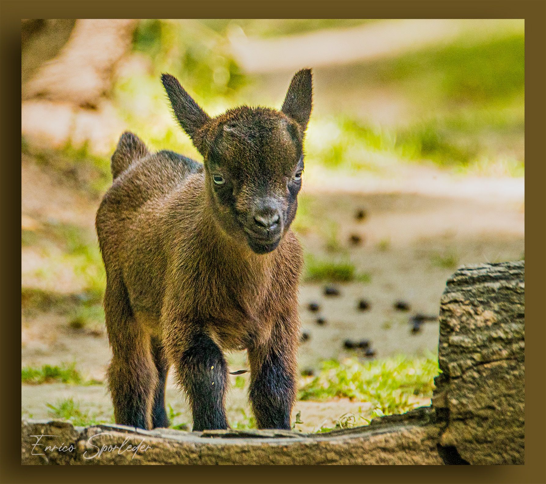 Rheingönheim Wildpark