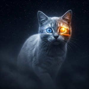 The Cat Universe