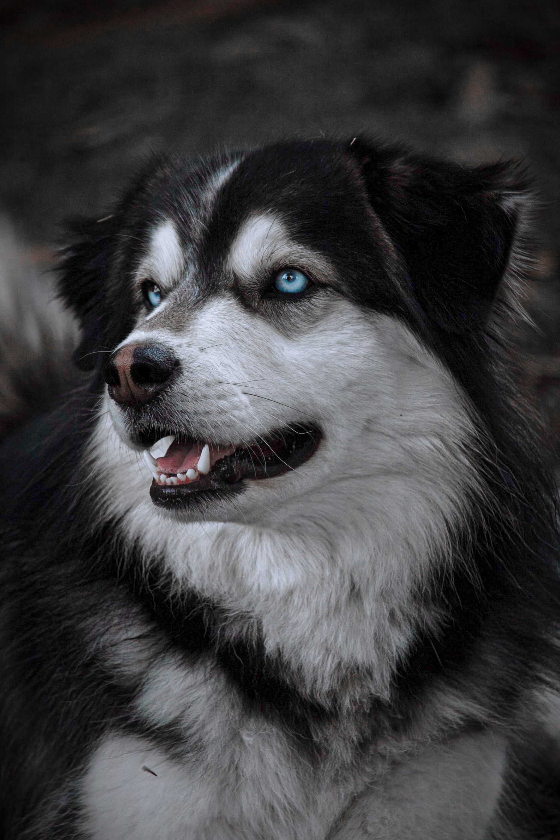 Foto a perro desconocido en un parque