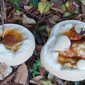 Parecem ovos fritos mas são cogumelos